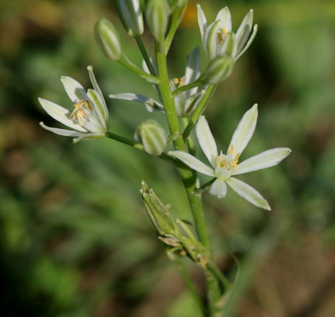 Loncomelos narbonense?...  Locomelos sp. (Asparagaceae)